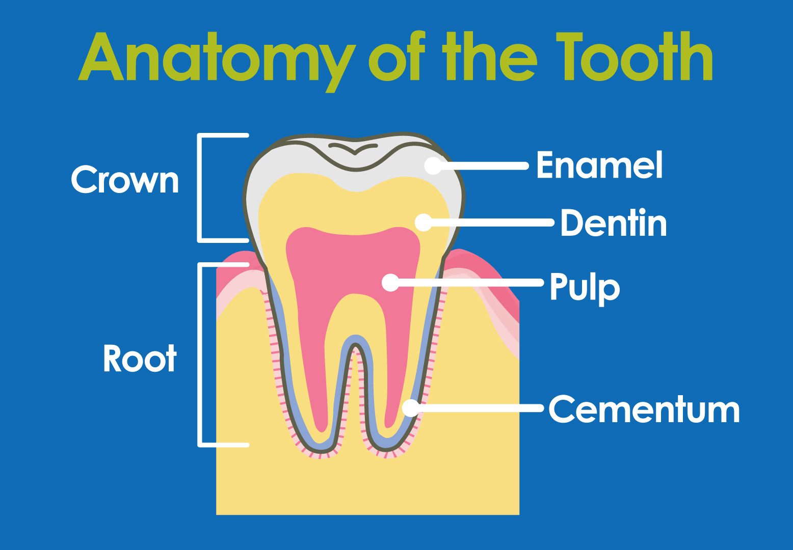What Are Our Teeth Made From? The Ultimate Guide to Dental Anatomy and ...