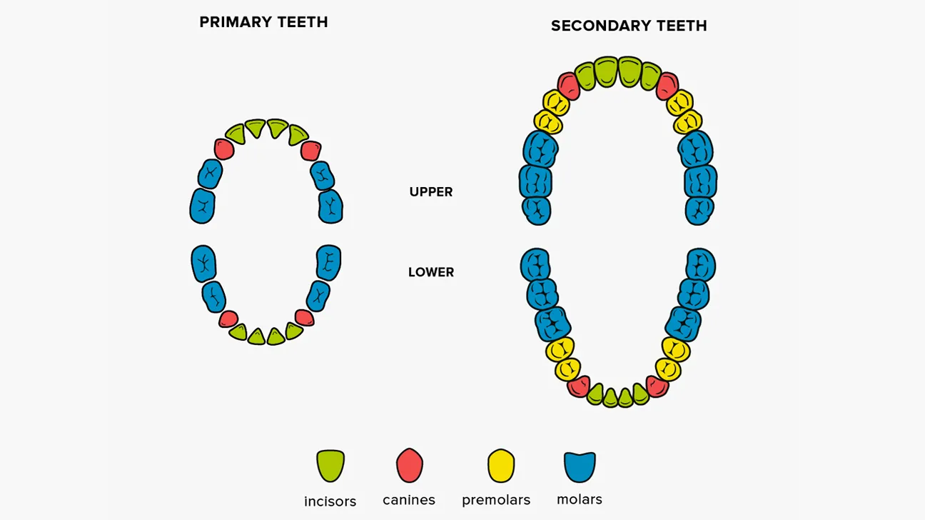 human teeth names shapes and functions including incisors canines premolars and molars
