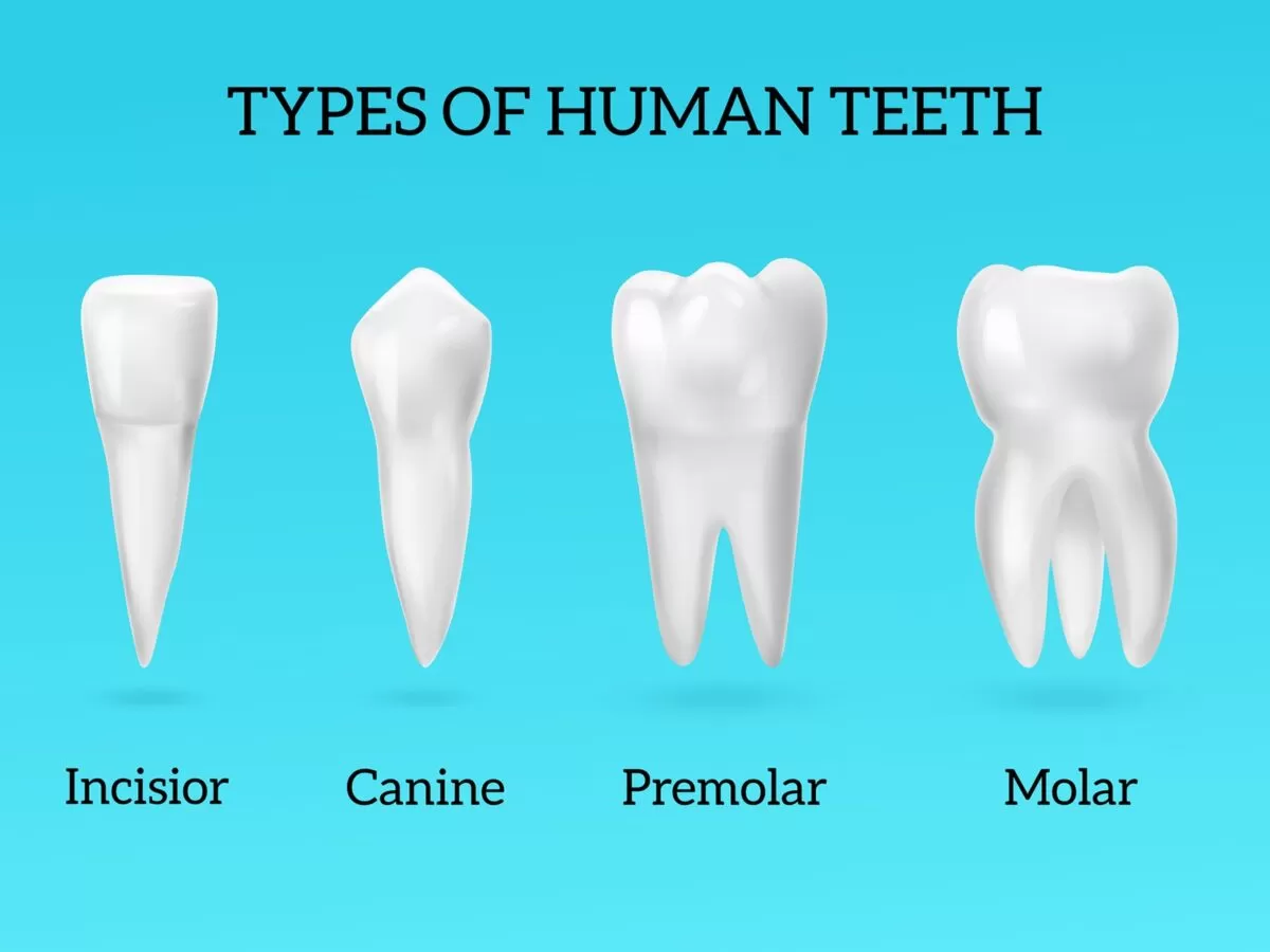 how many teeth do humans have adult and child teeth chart